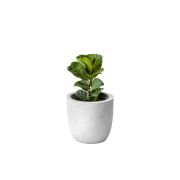 Ficus Fiddle-leaf (Demo)